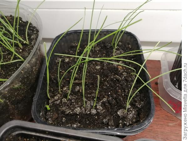 Сеяла две пачки по 50 семян. Взошло вот так(