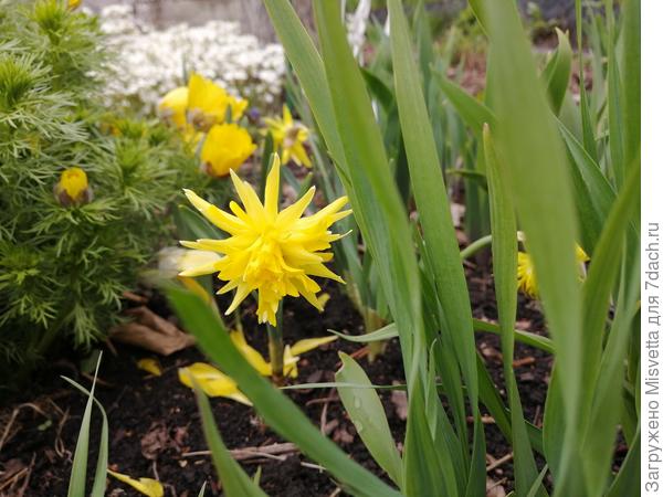 Нарциссы-солнышки