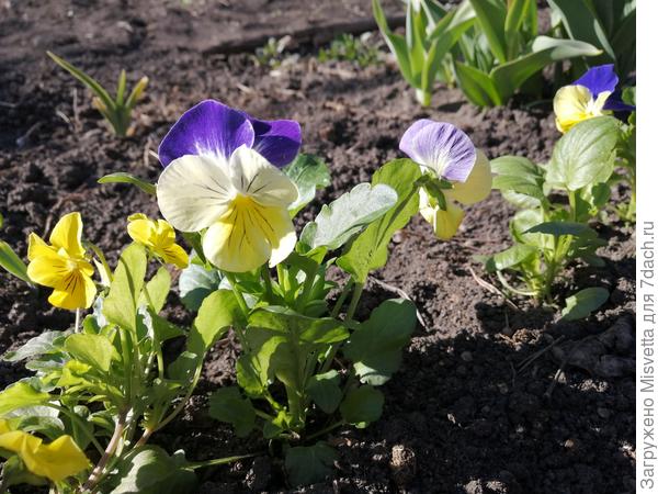 Цветут, радости мои)