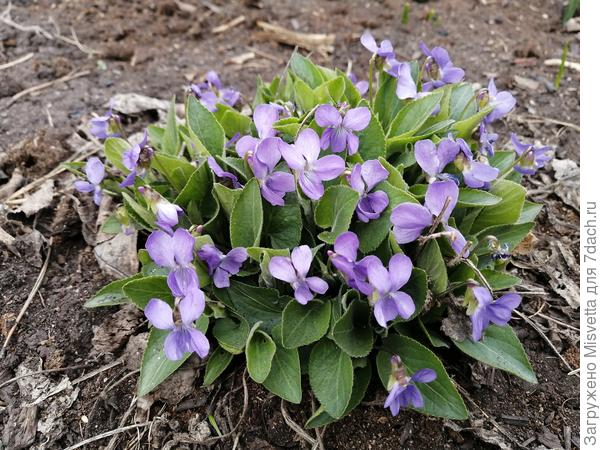 Цветёт фиалка лесная