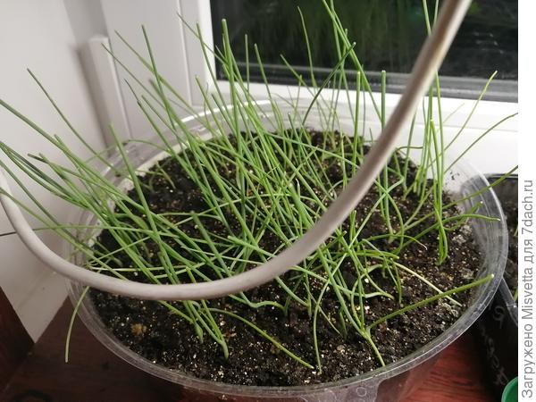 Рассада прошлого года