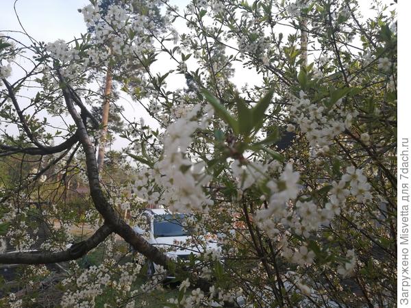 Вишня цветёт