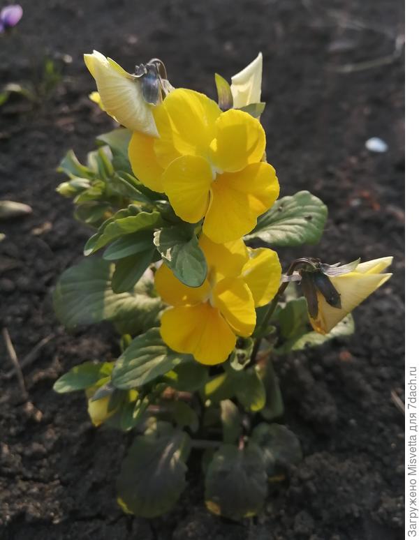 Виола Пенни еллоу