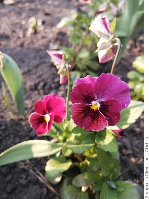 Виола Пенни роуз