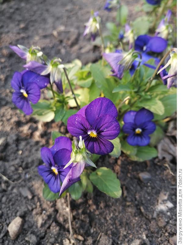 Виола Пенни дип блю