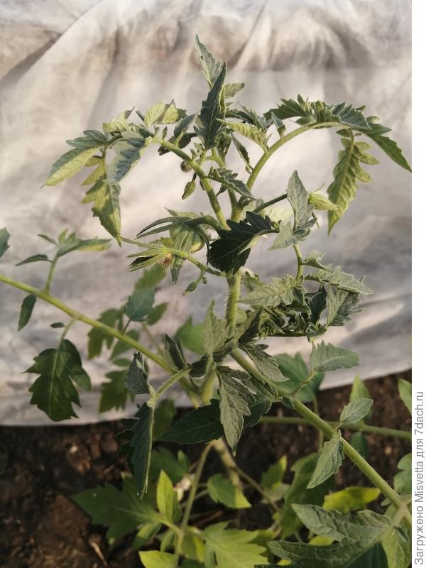 Первая помидорка