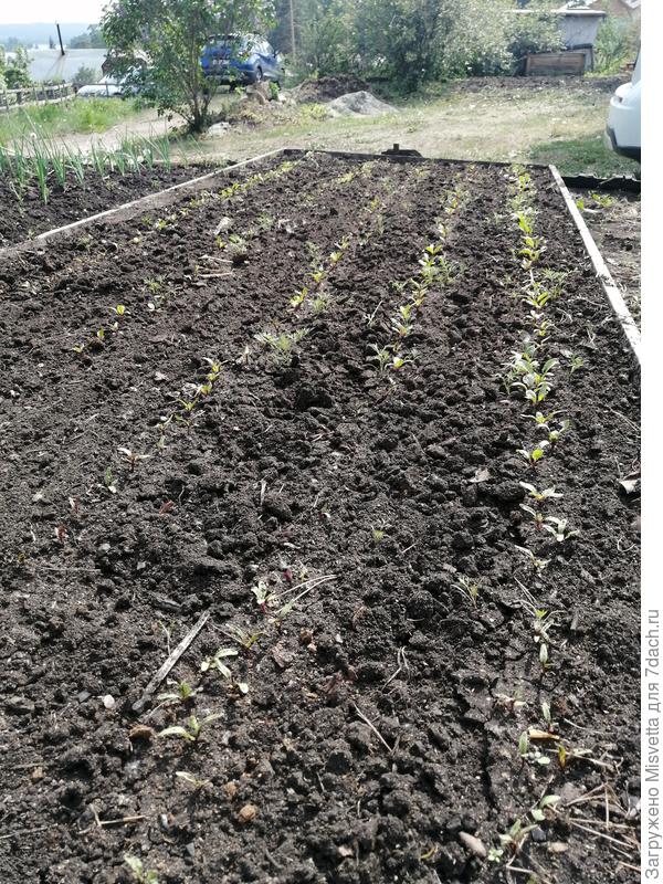 Всходы свёклы