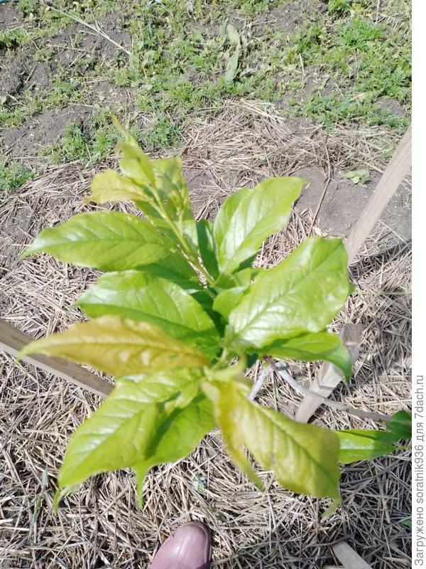 Тот же &quot;Северный триумф&quot;. Листья длинные и большие.