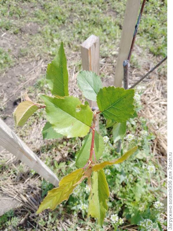 Это - вишня Восторг. Листья у вишен как-то на вишни не похожи.