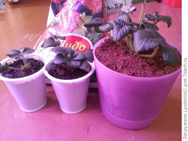 Сверху кокосом замульчировано