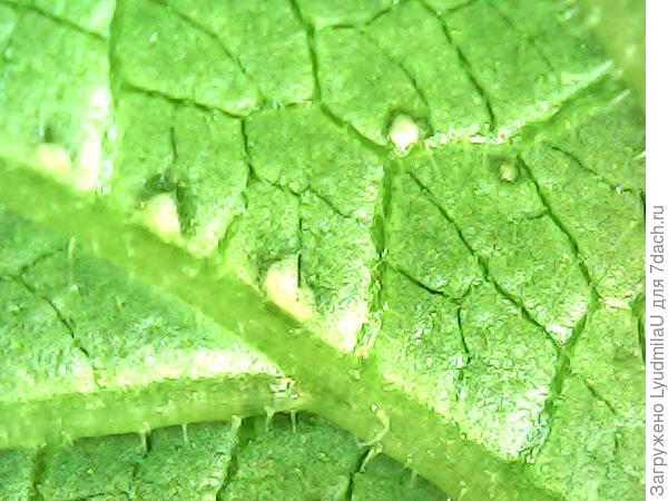 Под микроскопом