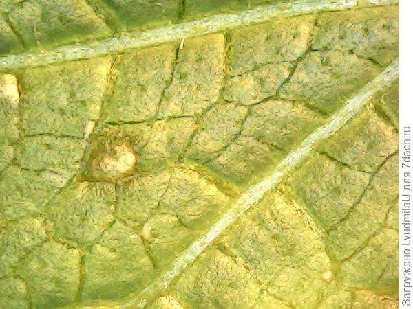 Сухие точки