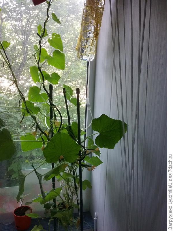 Капельный полив