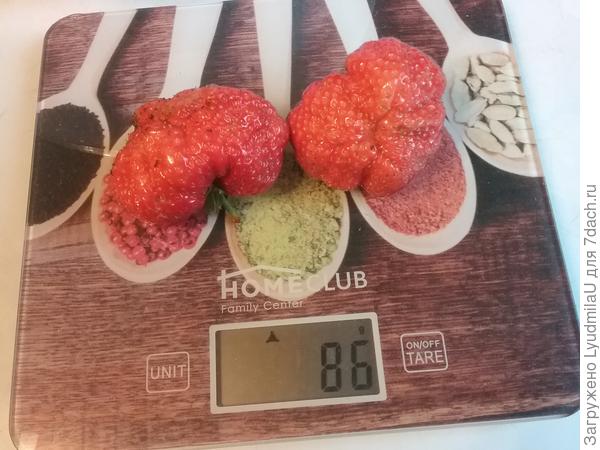 Крупноплодная Тристар