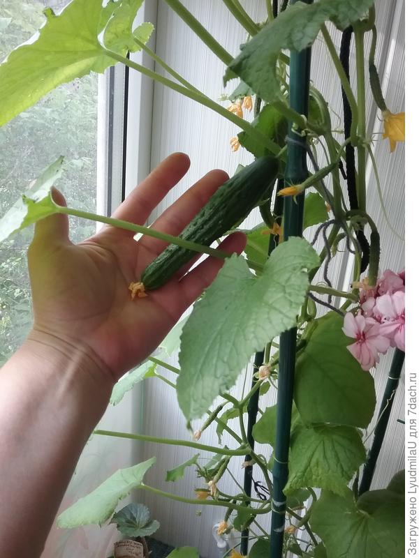 Городской огурчик