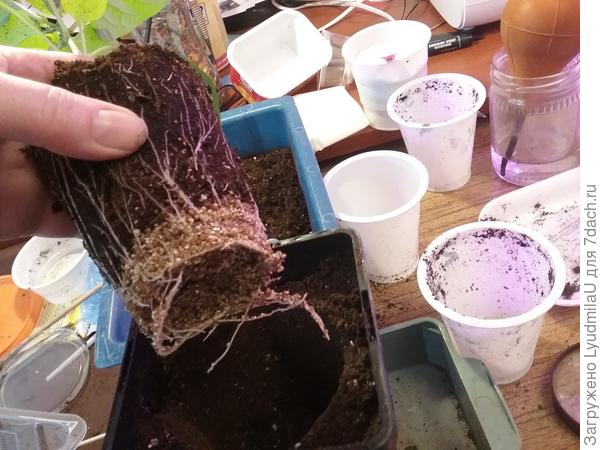 Был перевален в стакан 350 мл. Корнями заполнил земляной ком и далее перевалка в кашпо 2 л.