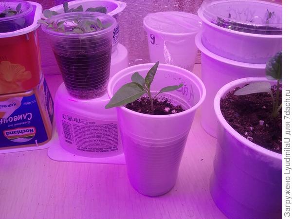 200 мл стакан, по мере подрастания перца досыпаем землю