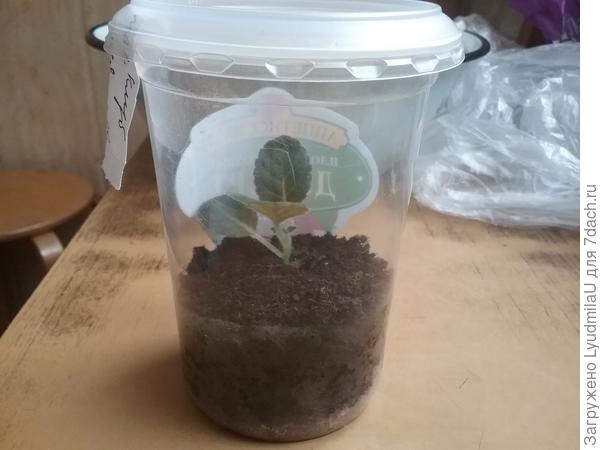 18 января посадила, сегодня так вырос