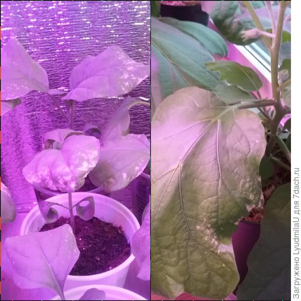 Мелкий и большой