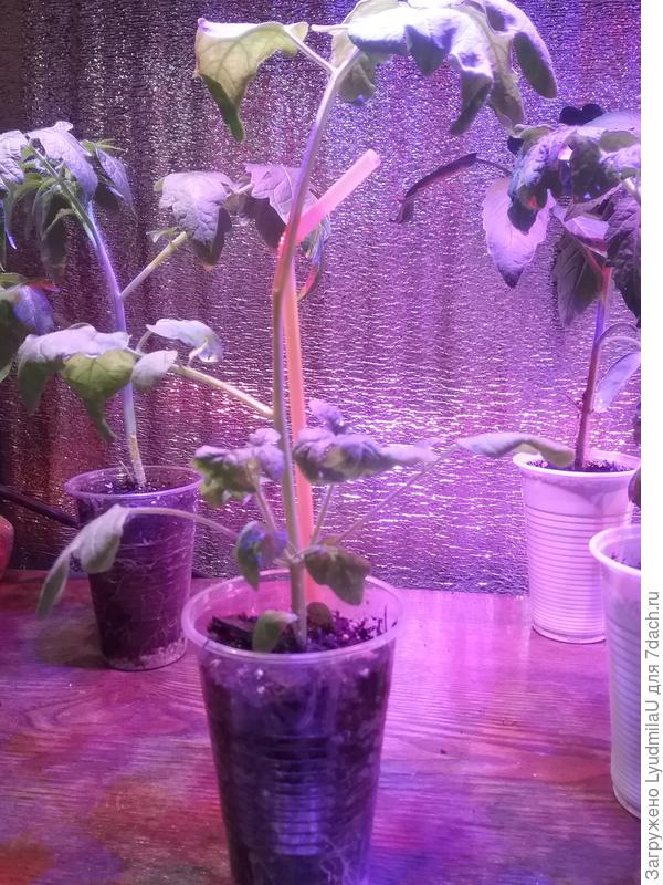 Медовая гроздь