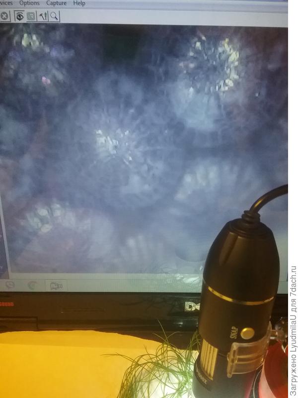 Крупным планом