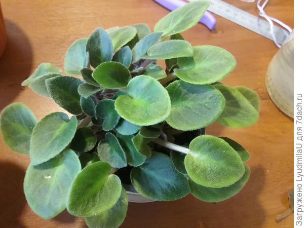 А здесь в одном горшке несколько розеток и все на одном стебле. Такую лучше рассадить.