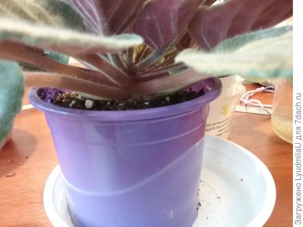 Здесь видно что стебель один.