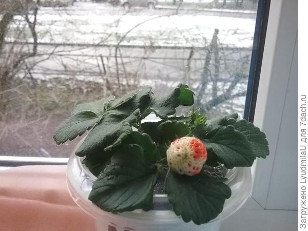 Она же 08 дек