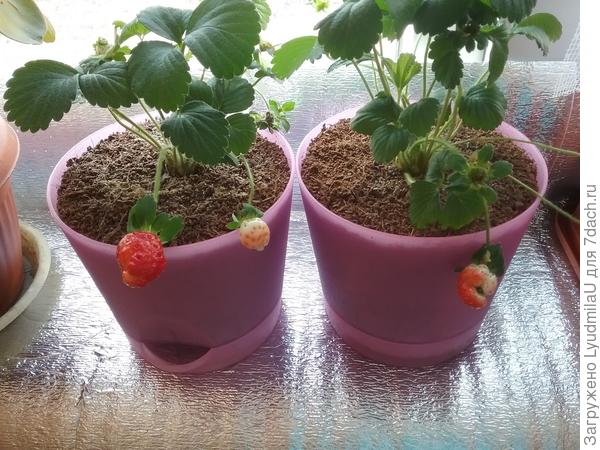 Они 27 марта