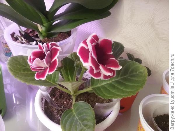 В сентябре подарили листик, а в январе уже зацвела.