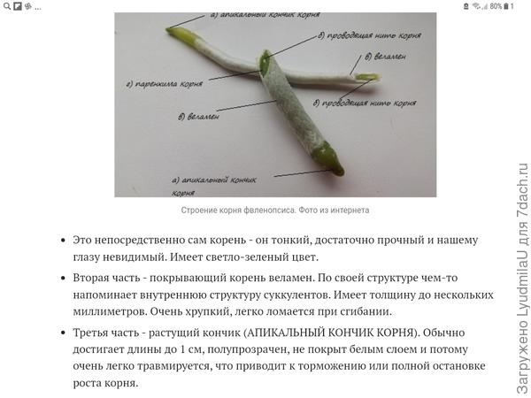 Корень фаленопсиса