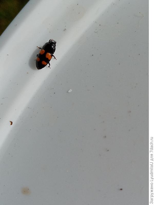 Может это пчеложук?