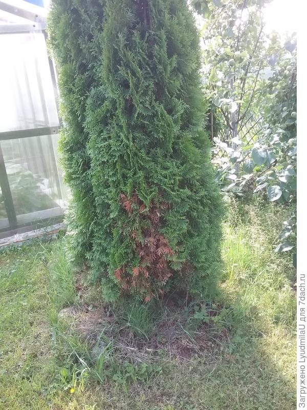 И у меня такая.