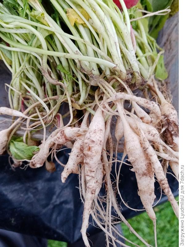 Крестоцветные