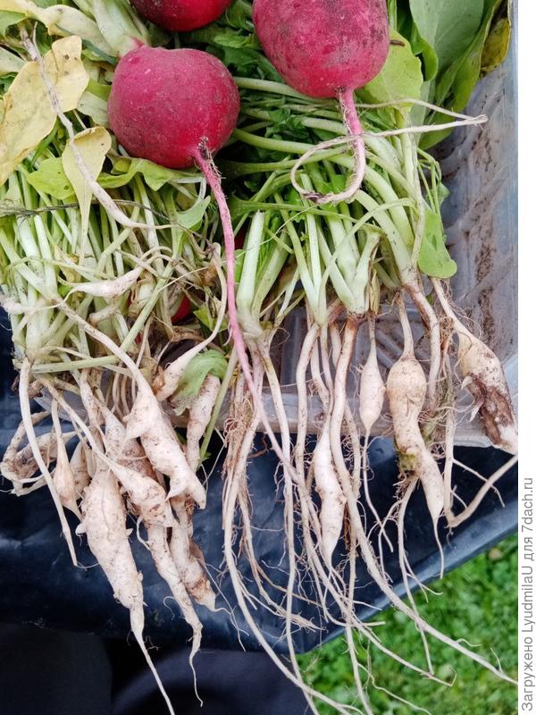 Руккола и редис