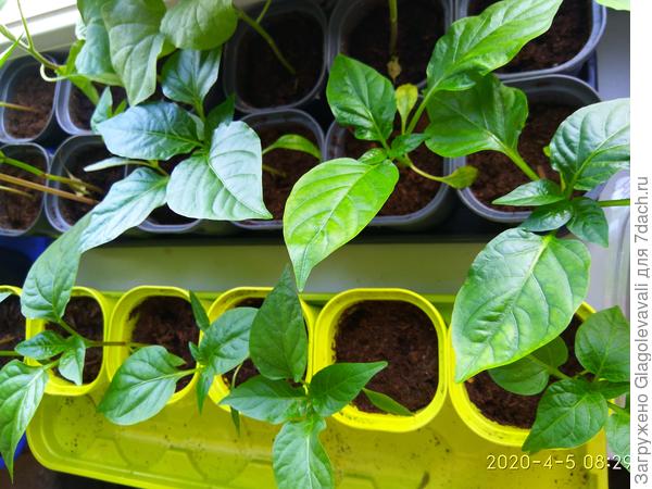 Рассада сегодня