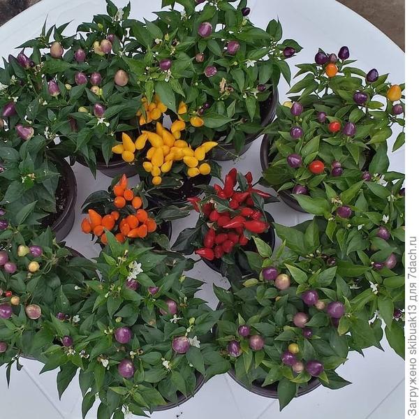 А это в группе с острым перцем,, капсикум,,