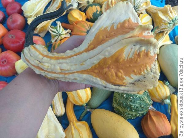 Морская ракушка тыковка