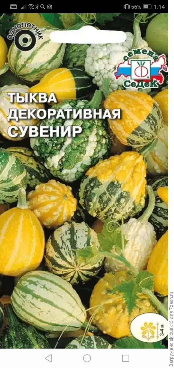 Сортов много, глаза разбегаются