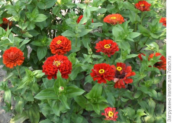 Циннии на клумбе.