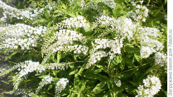 Вербейник клетровидный