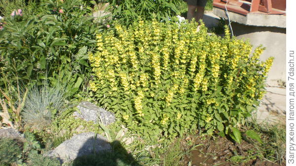 Вербейник точеный