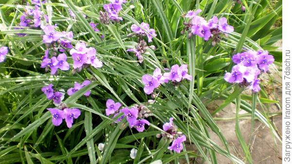традесканция садовая