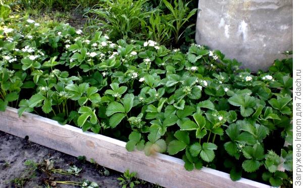 Вибрант цветет