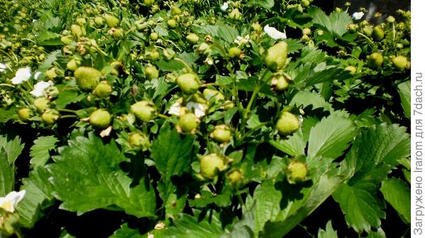 урожай поспевает