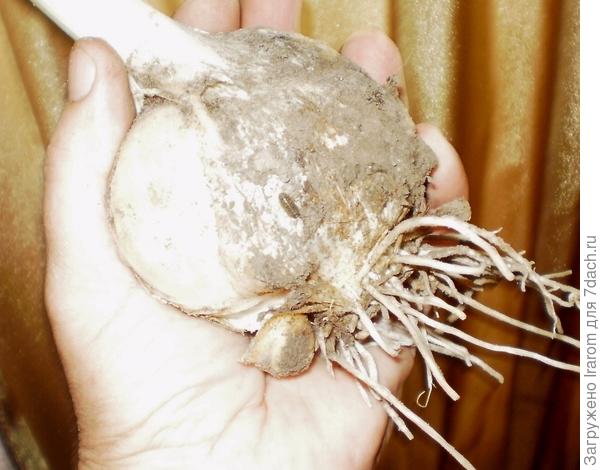 головка рокамболя с деткой