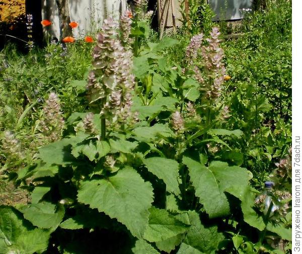 шалфей мускатный