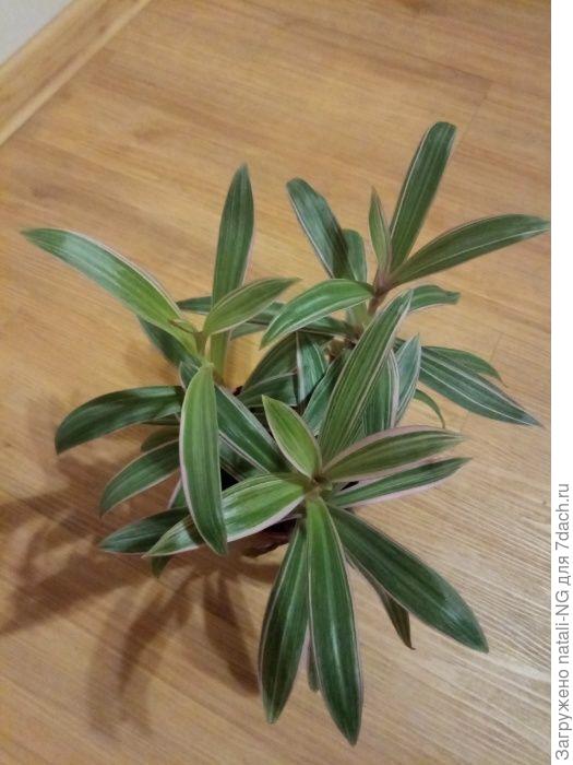 традесканция Лоджеса - фото из интернета