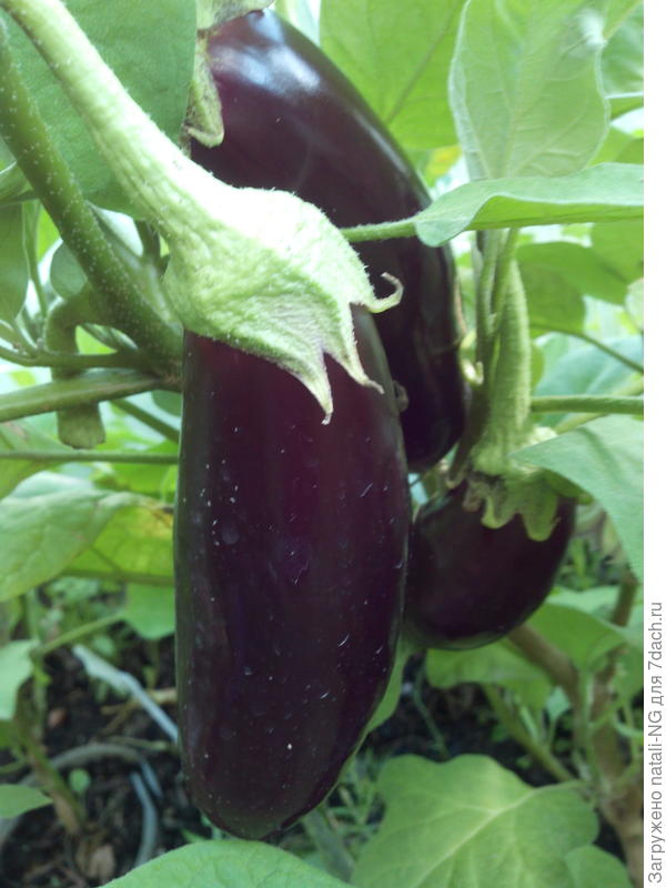 баклажанЧерномор
