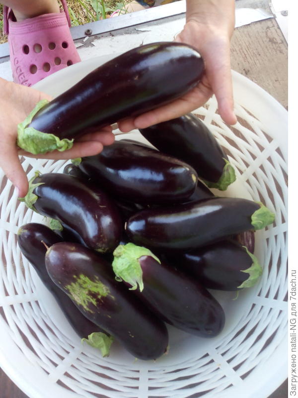 баклажаны июль